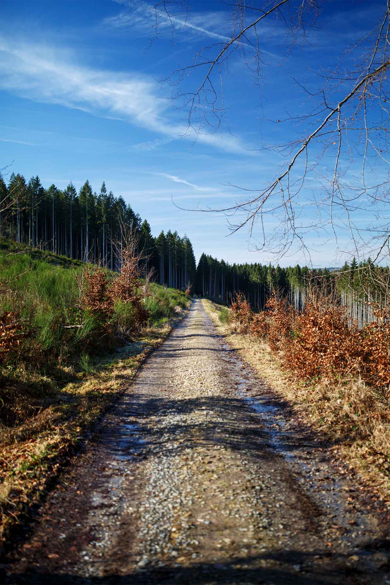 Pad naar Laid l’Oiseau door sparrenbos onder blauwe hemel.