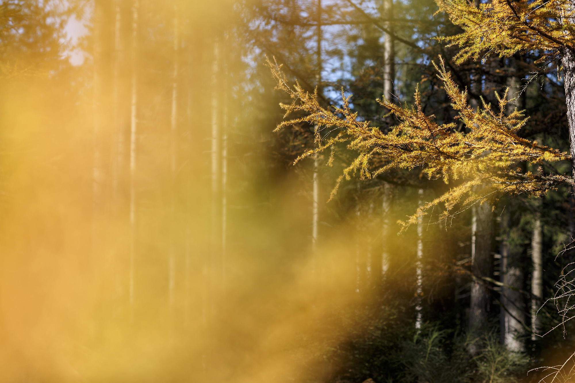 Spar in Saint-Hubert verlicht door goud licht aan de bosrand