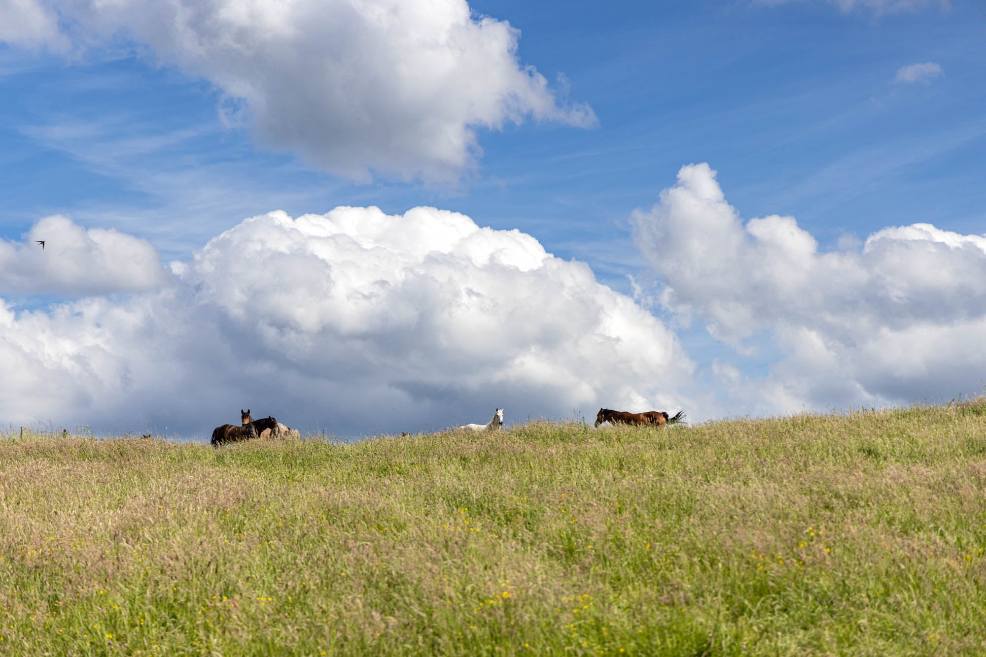 Paarden grazen in Paradis, bij Aywaille