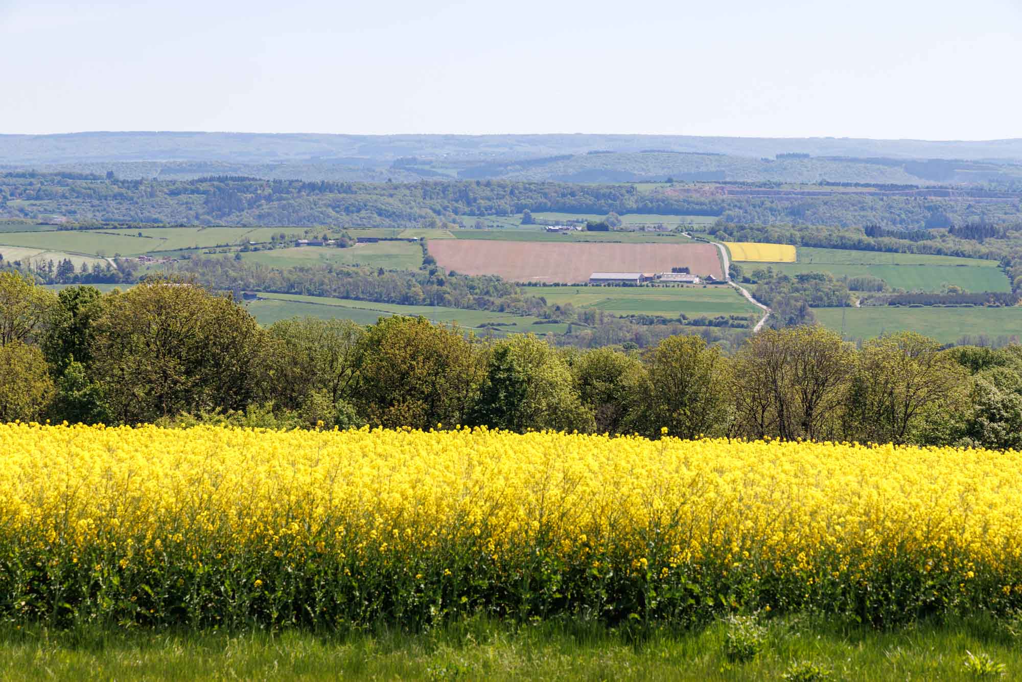 Koolzaadvelden en het landelijke landschap van de Famenne gezien vanaf de toren van Forzée.