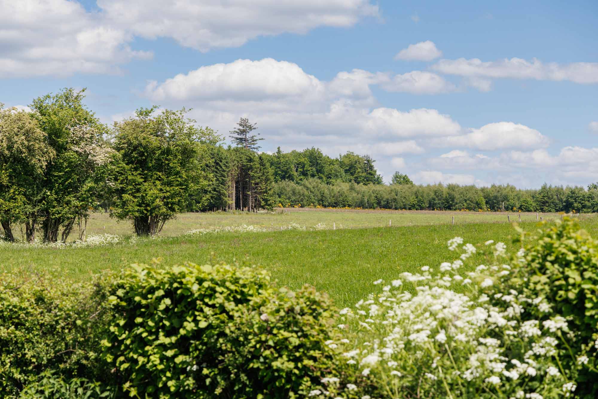 Groene weiden en bos bij Haut-Fays onder een heldere hemel
