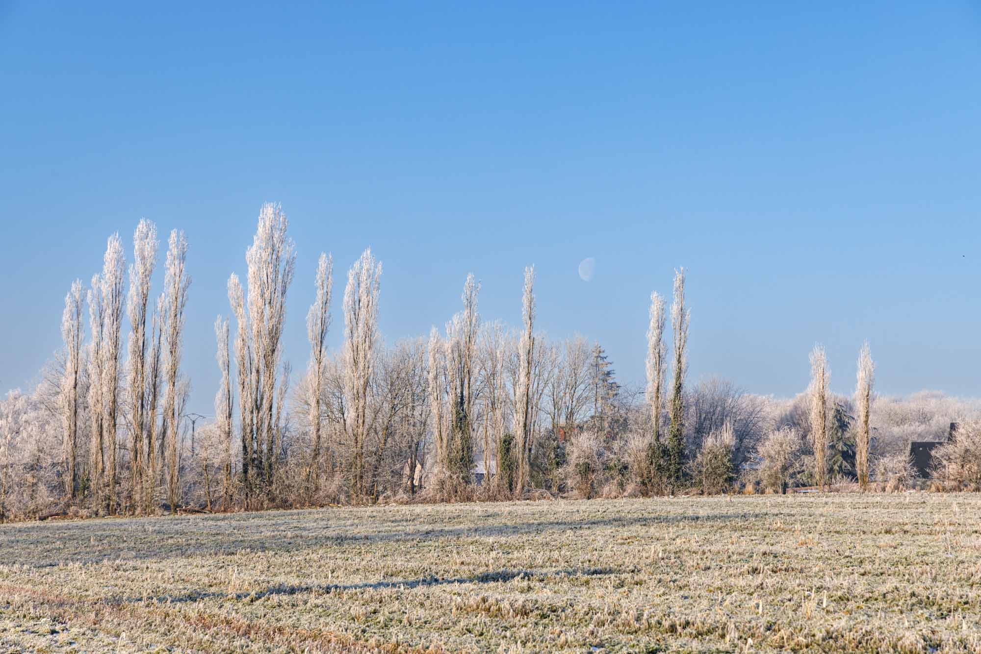 Sneeuw in Villers-aux-Tours op een berijpte weide met een rij bomen bedekt met rijp in de winter.