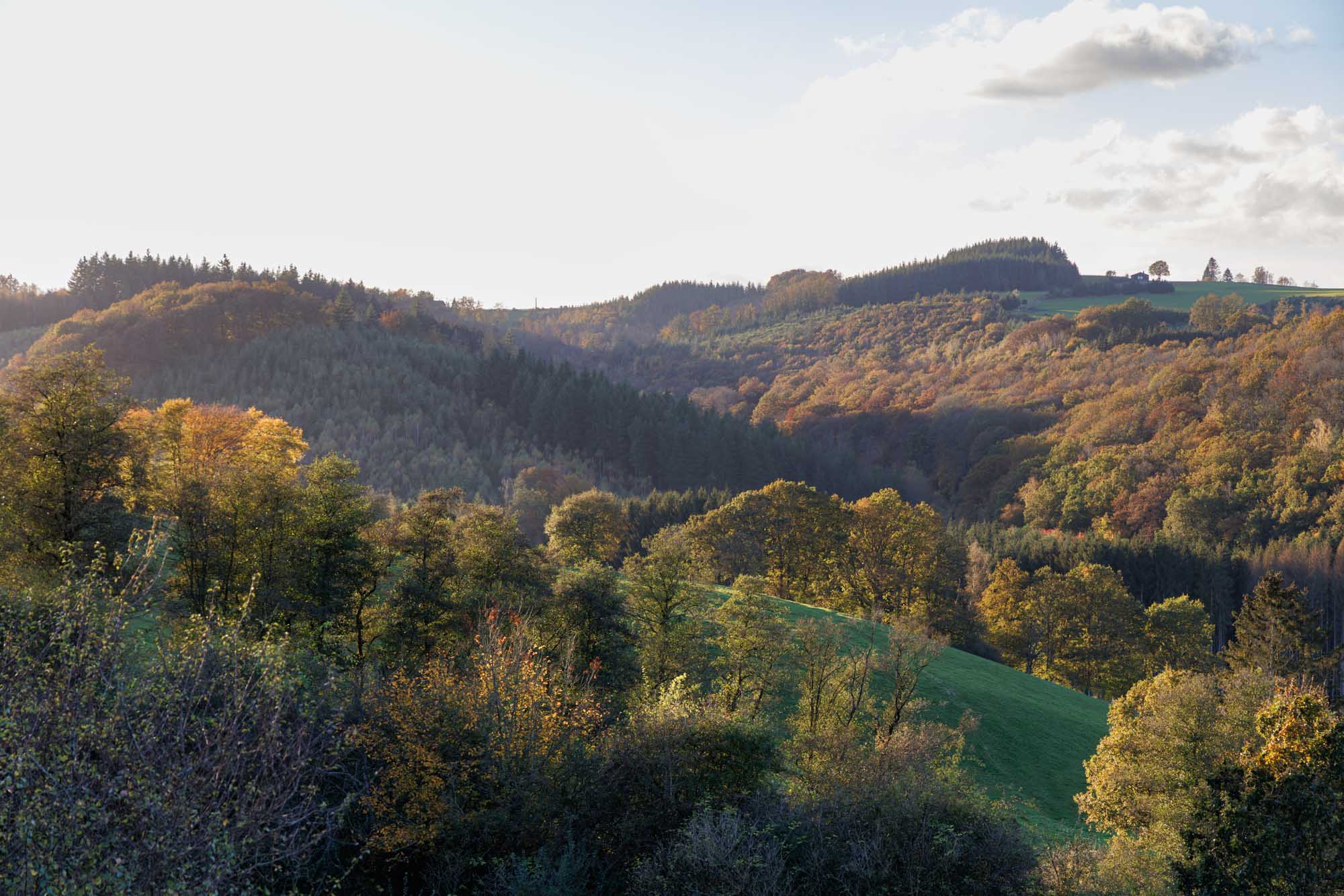 Forêt en automne vue depuis le col de Halleux, entre La Roche et Marche