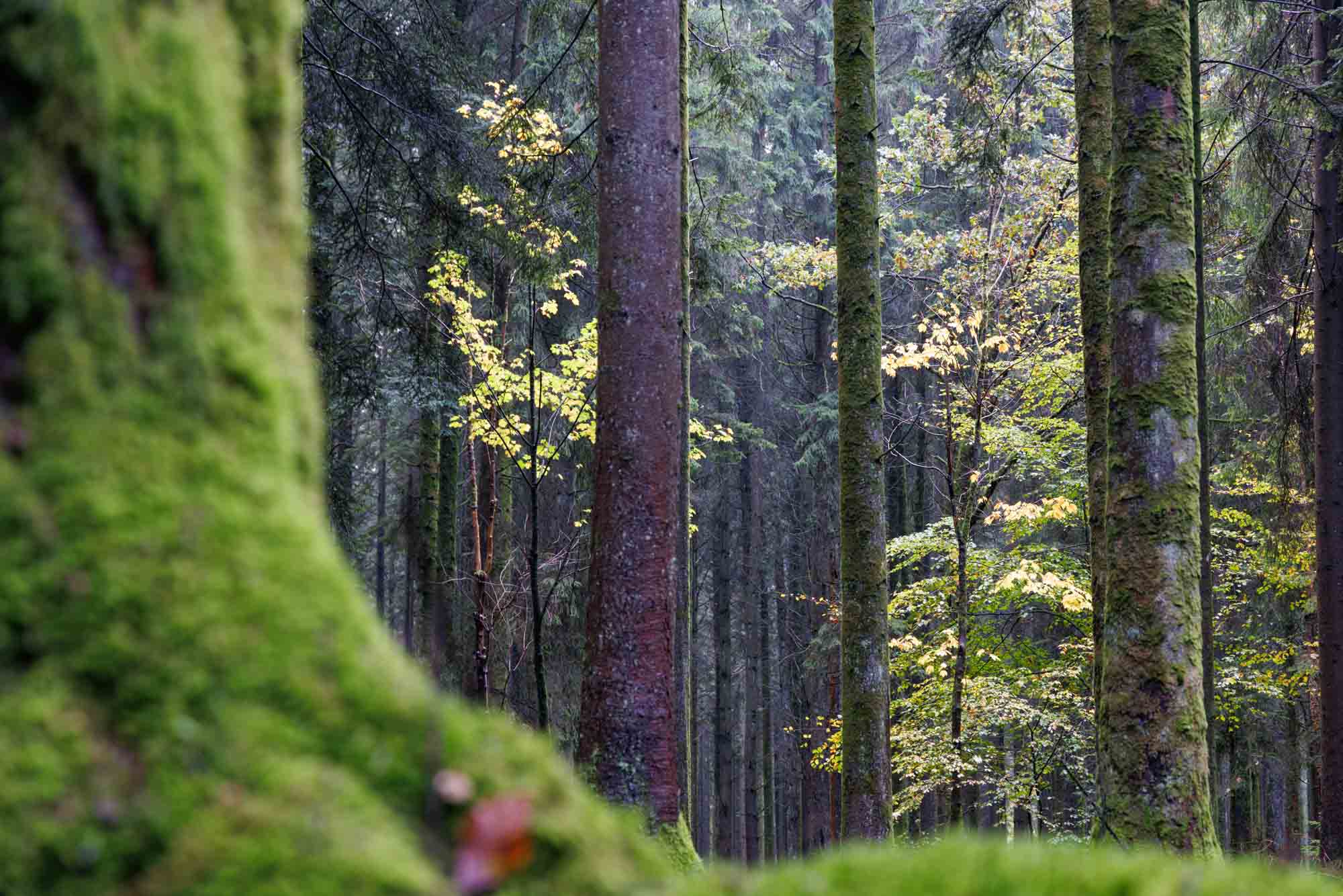 Grote Woud van Saint-Hubert met met mos bedekte stammen en zacht herfstblad