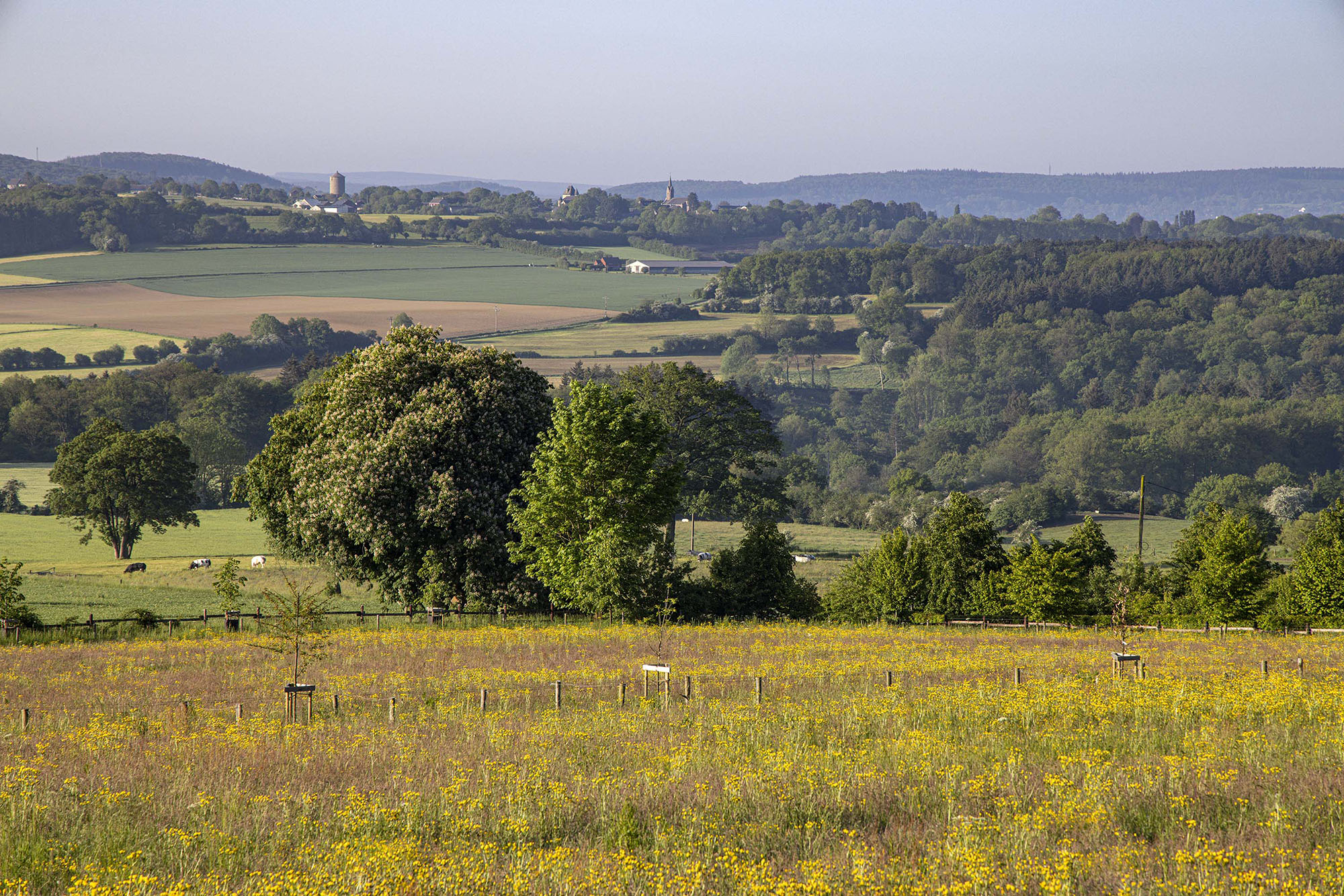 Heuvellandschap met bloemen in de regio Ferrières