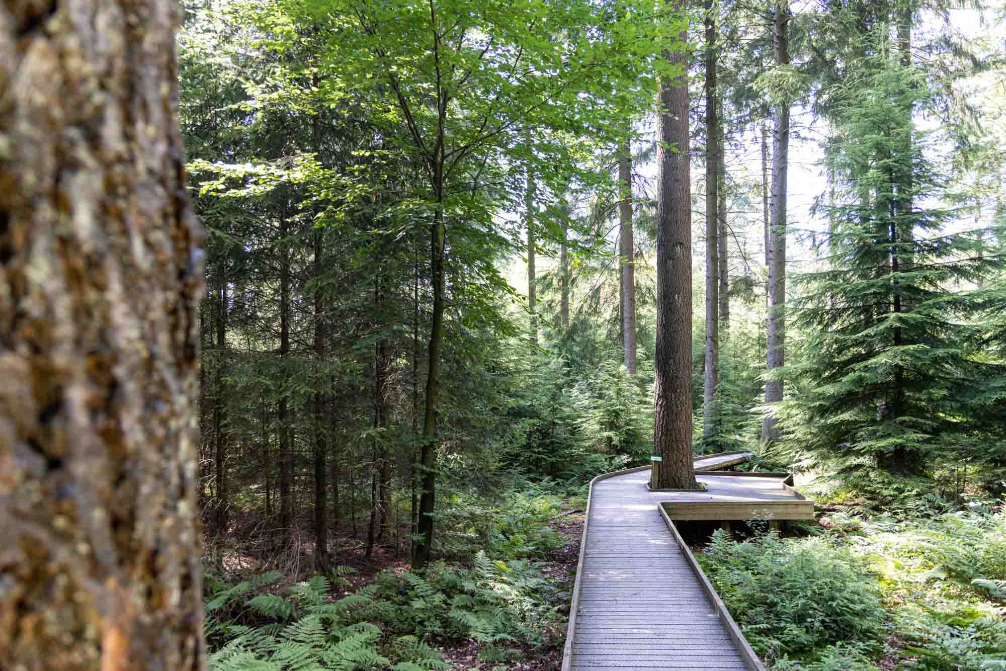 Eendenplank op het zintuigenpad So Bechefa in Vielsalm