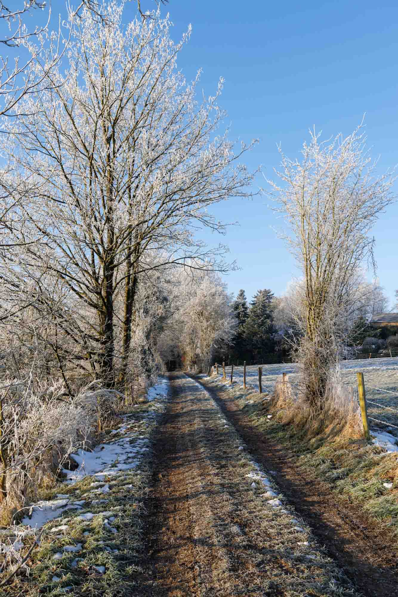 Chemin de campagne bordé d’arbres givrés en hiver à Villers-aux-Tours