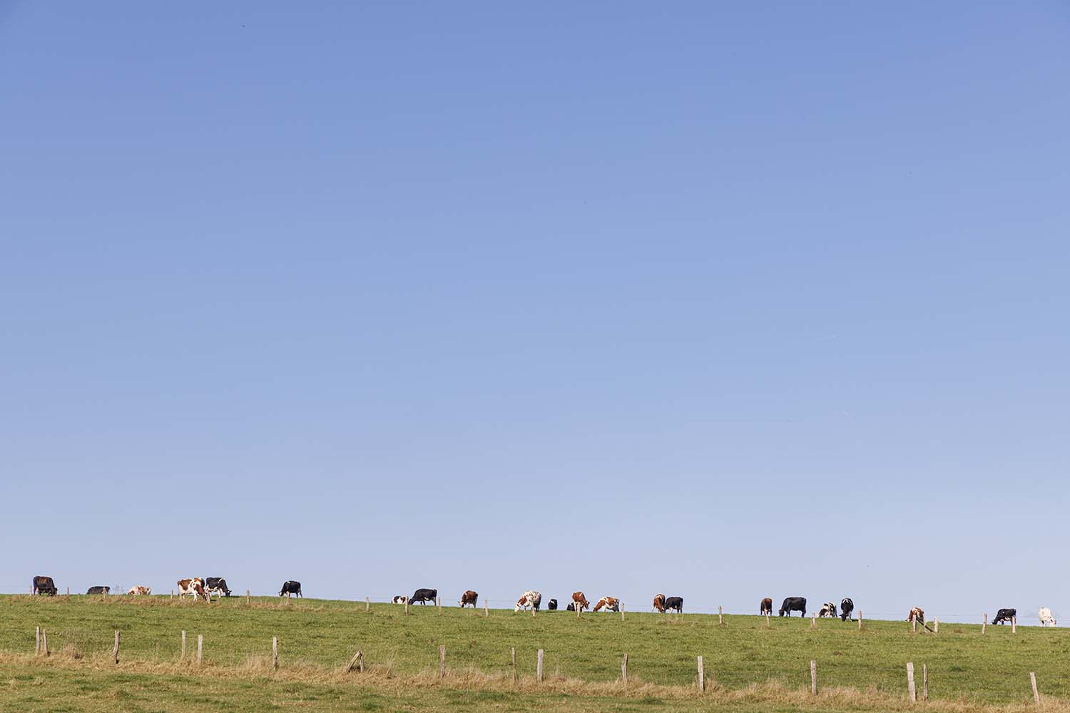 Rij grazende koeien op een heuvel in Vaux-sur-Sûre, nabij Bastenaken