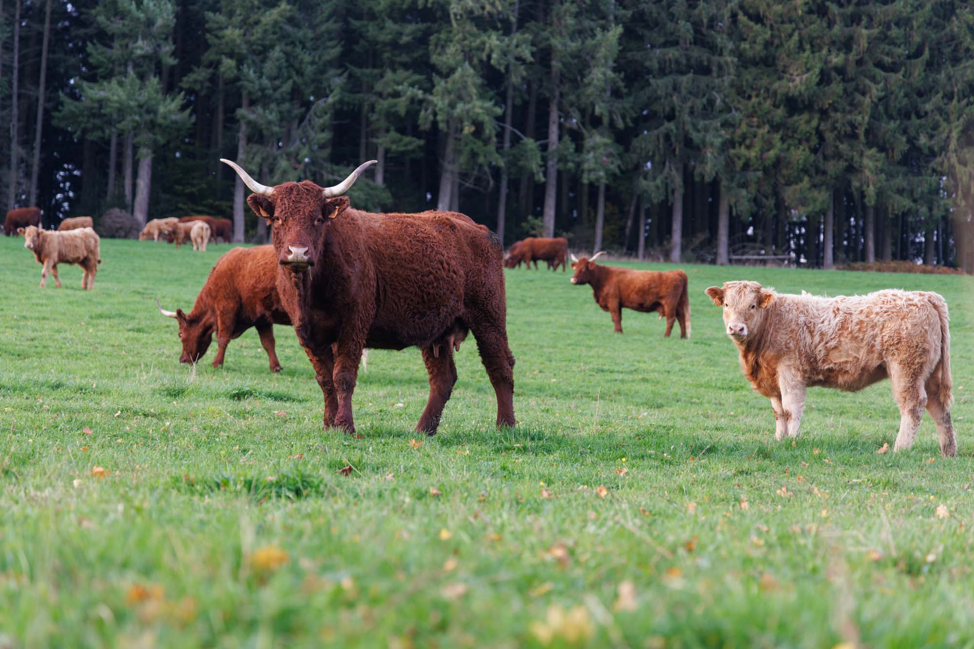 Basse-Bodeux met kudde roodbruine koeien in weide voor bosrand.