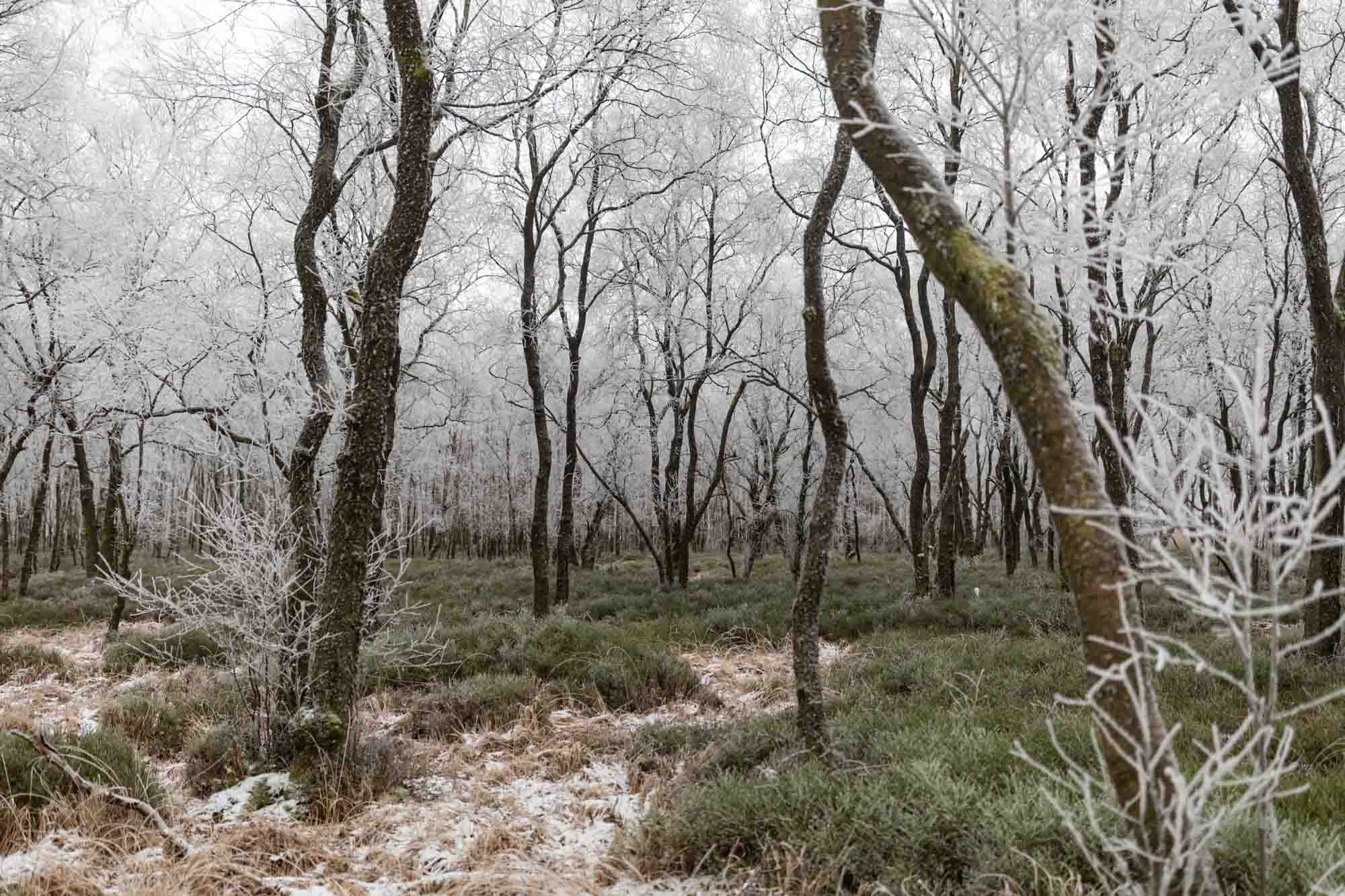 La Boulaie du Ronge Poncé