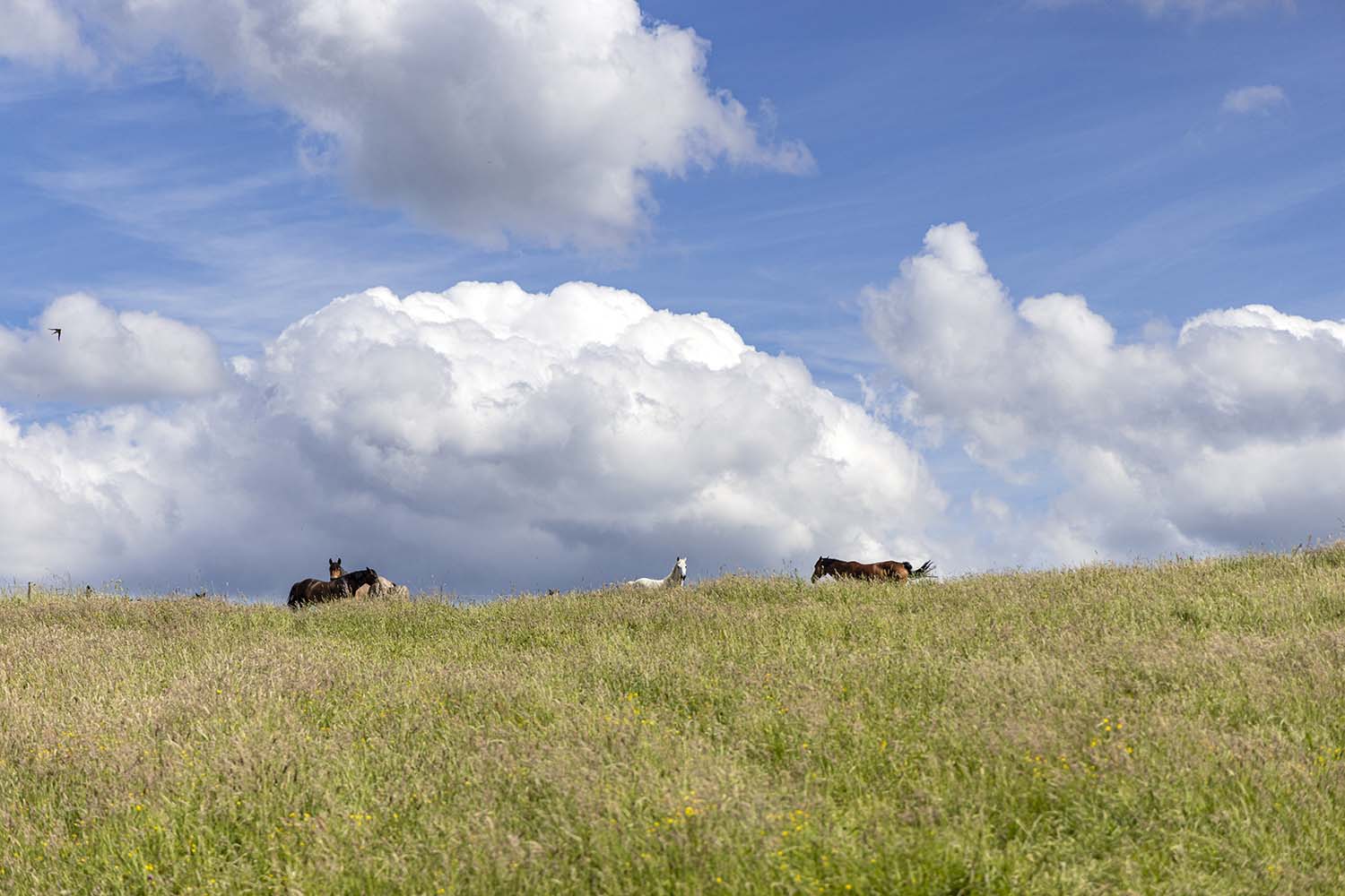 Paarden in de glooiende weiden van Aywaille