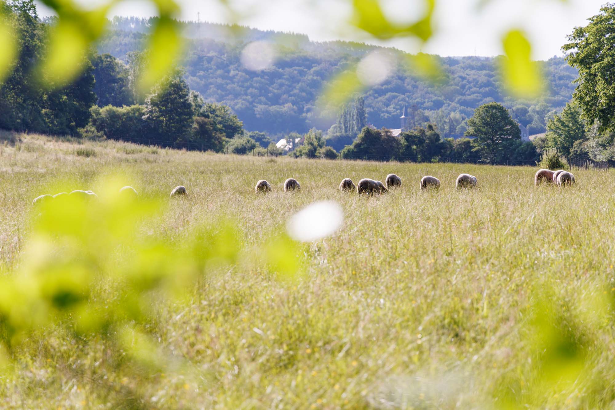 Kudde schapen in een veld tussen Marcourt en Jupille