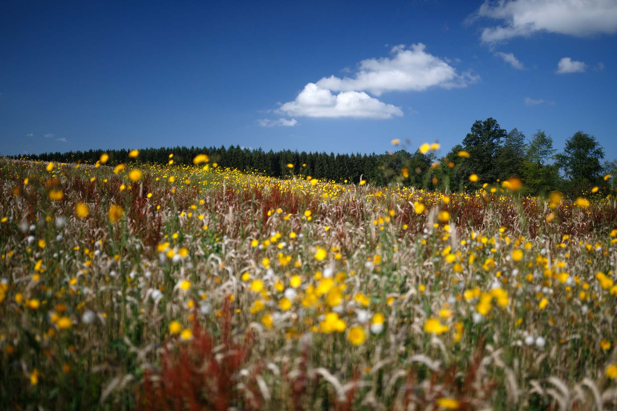 Bloemenveld in Rolley, nabij Bastenaken