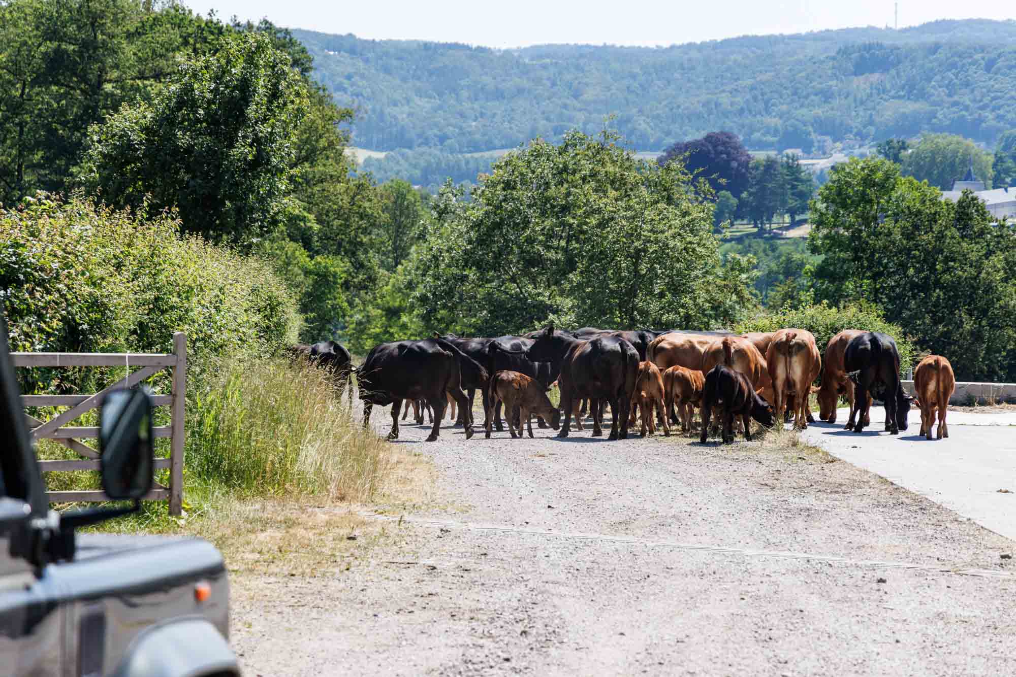 Een schilderachtige kudde koeien op een landelijke weg in het charmante Anhée