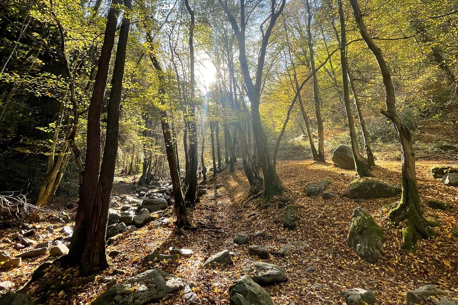 Boswandeling in de herfst langs de Ninglinspo