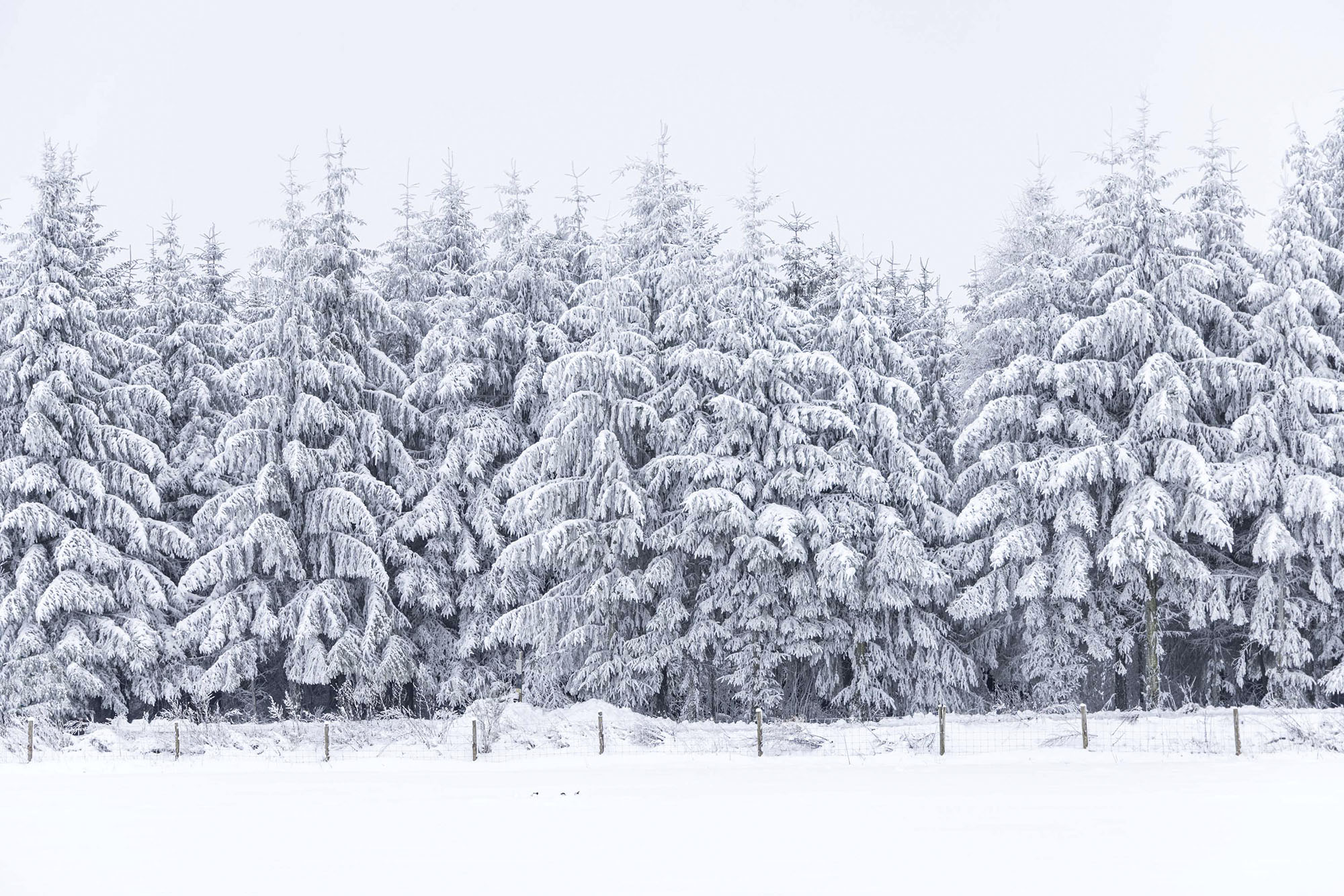Besneeuwd bos bij Baraque Fraiture