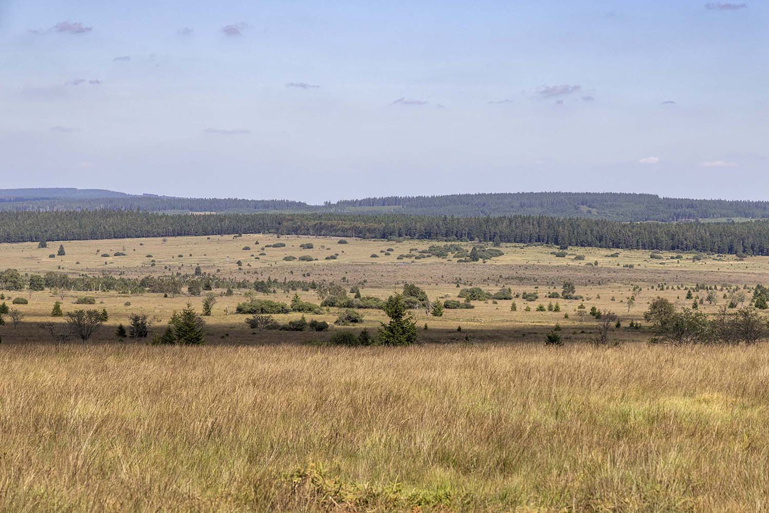 Fagne-landschap in de Hoge Venen